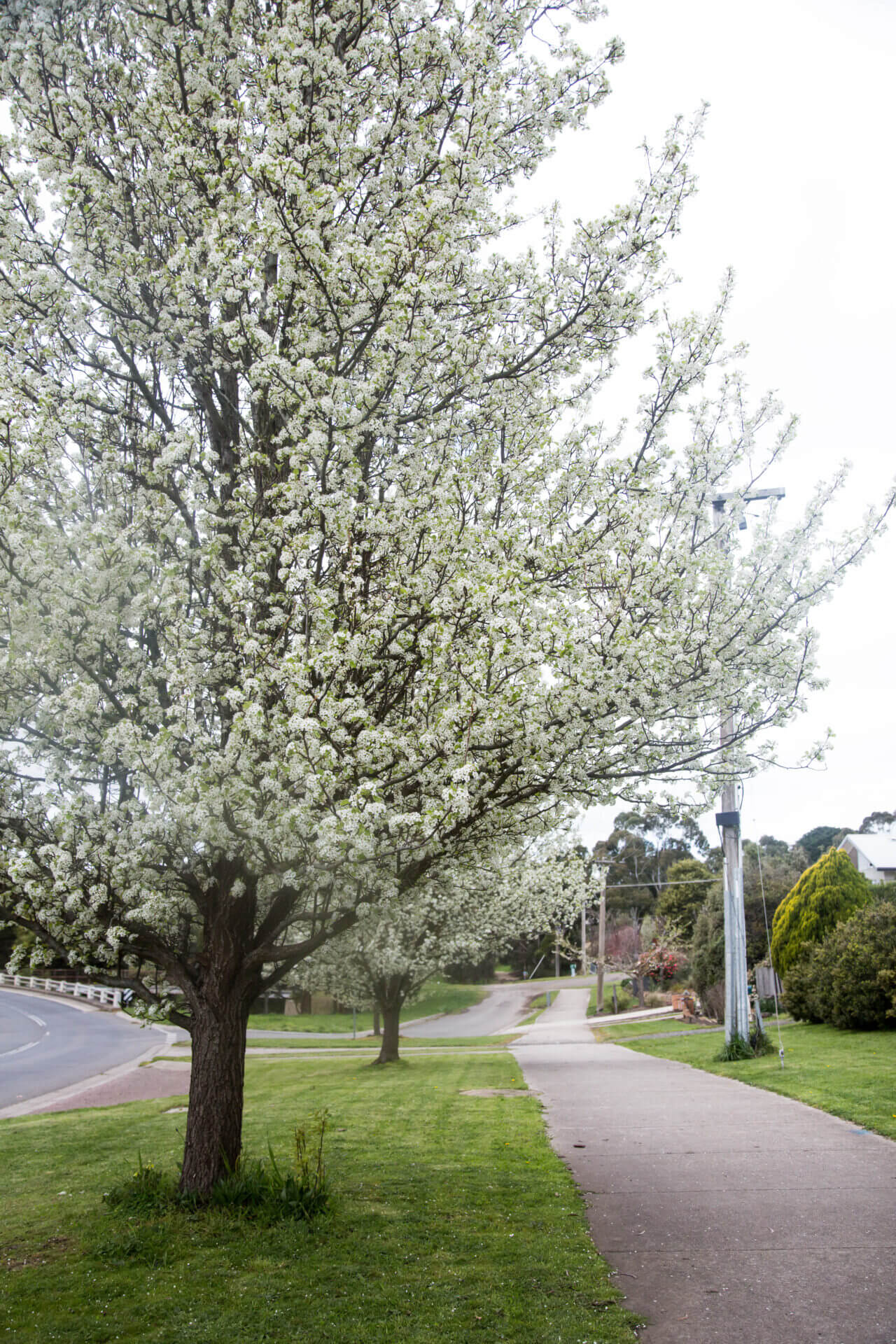 Pyrus 'Aristocrat' Ornamental Pear - Image 12