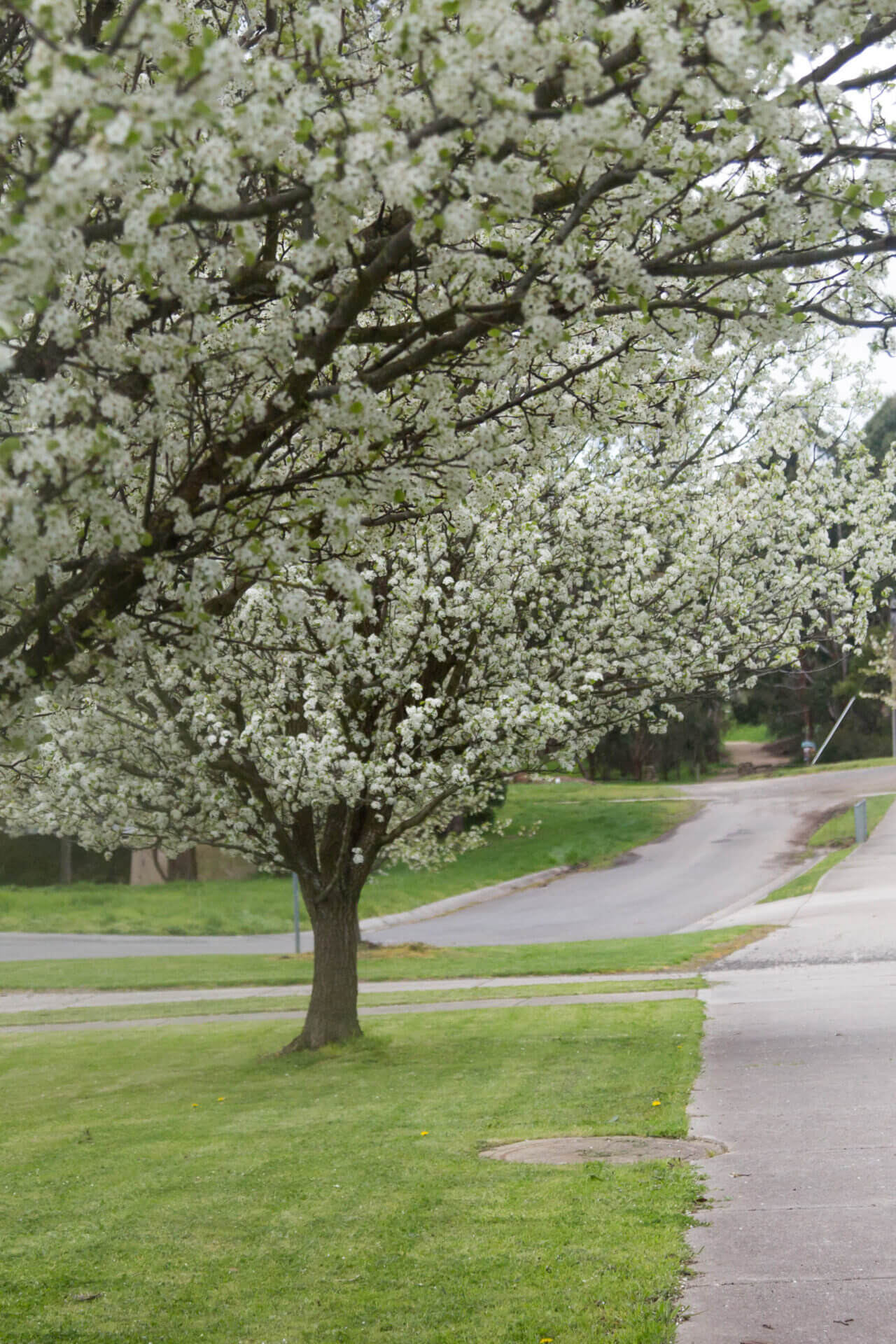 Pyrus 'Aristocrat' Ornamental Pear - Image 14