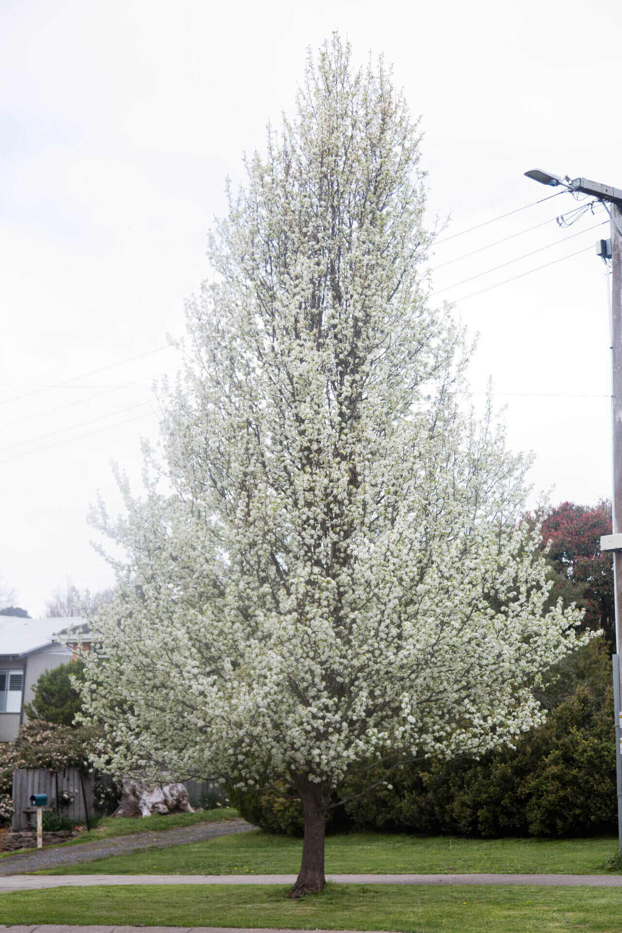 Pyrus calleryana Aristocrat in bloom
