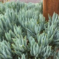 Hello hello plants campelfield melbourne victoria australia senecio serpens blue chalk sticks