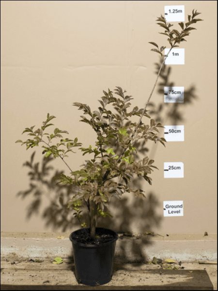 A Lagerstroemia 'Natchez' Crepe Myrtle in an 8" pot against a beige wall, labeled with height measurements at various points from ground level up to 1.25 meters.