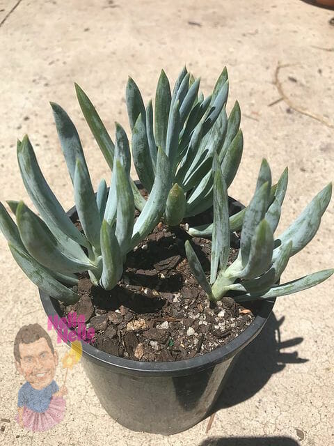 Blue Chalk Sticks 6" Pot