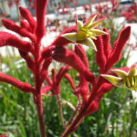 A red Anigozanthos 'Big Red' Kangaroo Paw 6" Pot with a yellow Anigozanthos 'Big Red' Kangaroo Paw 6" Pot among Hello Plants.