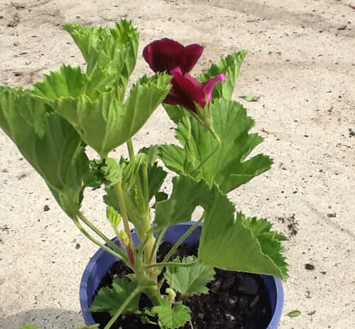 A Geranium 'Big Burgundy' in a 6" pot.