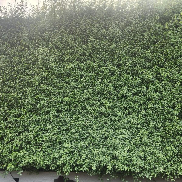 A dense, well-trimmed green hedge lines the top of a white wall, creating a lush backdrop—ideal for showcasing the Agapanthus 'Snowball' 15cm Pot with its vibrant foliage and striking blooms.