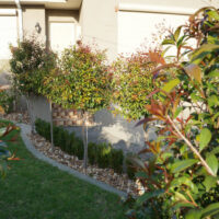 A Syzygium 'Standard' Lilly Pilly 3ft 8" Pot in the front yard of a house.