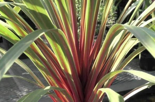 Hello Cordyline Sundance 6" Pot: A red and green plant in a pot.