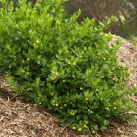 A Goodenia ovata 'Hop Goodenia' 6" Pot with yellow flowers on top of a pile of mulch.