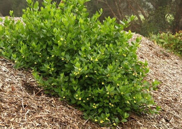 A Goodenia ovata 'Hop Goodenia' 6" Pot with yellow flowers on top of a pile of mulch.