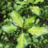 Green, variegated Pittosporum 'Sunburst' leaves with lighter centers and darker edges form small clusters resembling a sunburst against a blurred background. Perfect for display in a 6" pot.