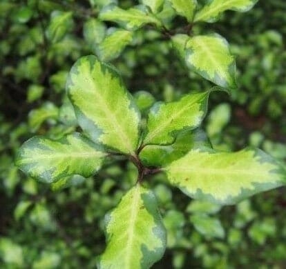 Green, variegated Pittosporum 'Sunburst' leaves with lighter centers and darker edges form small clusters resembling a sunburst against a blurred background. Perfect for display in a 6" pot.