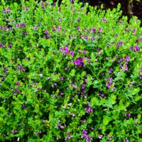 Polygala 'Dazzler' in a 6" pot features a dense green shrub with small purple flowers blooming throughout, set against visible garden soil.