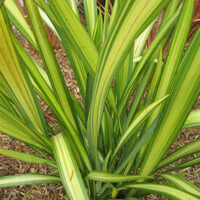 A Phormium 'Lemon Spritzer' Flax 8" Pot with green and yellow leaves.