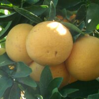 A bunch of Citrus 'Rio Red' Grapefruit 5L Bag on a tree.