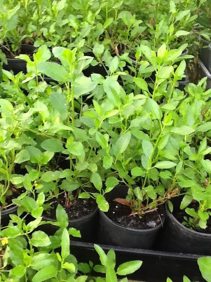 A group of Goodenia ovata 'Hop Goodenia' 6" Pot plants in black pots.