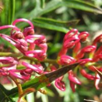 A close up of Grevillea 'Bronze Rambler' 6" Pot with green leaves.