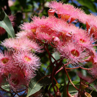 Corymbia 'Calypso Queen' Grafted Gum 16" Pot tree with pink flowers.