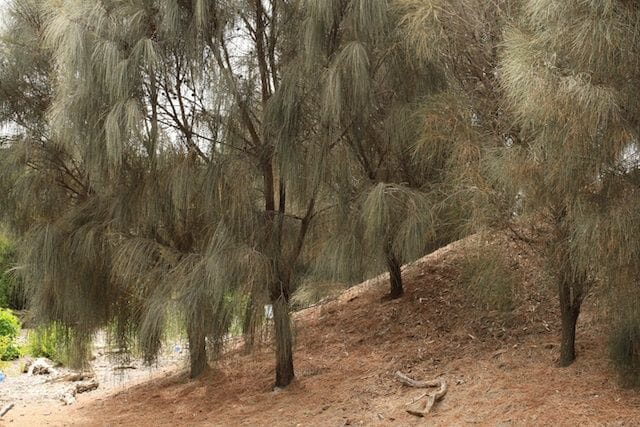 Allocasuarina 'Drooping She-Oak' - Image 6