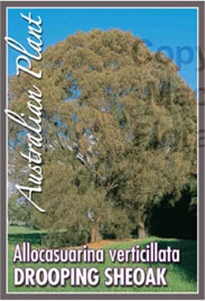 Allocasuarina 'Drooping She-Oak' - Image 5