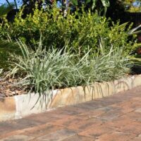 A garden with an Ophiopogon 'Stripey White' 6" Pot retaining wall and plants.