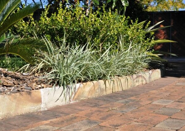 A garden with an Ophiopogon 'Stripey White' 6" Pot retaining wall and plants.