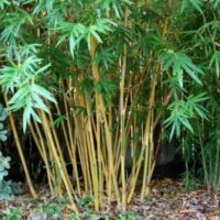 Bambusa 'Alphonse Karr' Bamboo