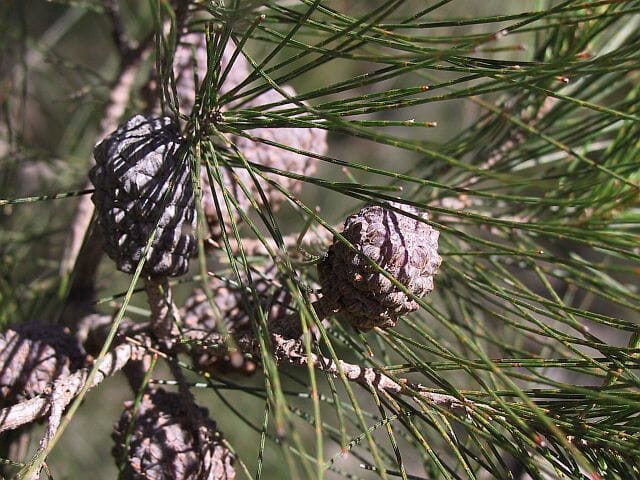 Allocasuarina 'Black She-Oak' - Image 3