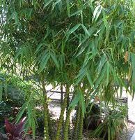 A Bambusa 'True Buddha's Belly' Bamboo 8" Pot plant with tall, green, slender leaves growing out of multiple thin, segmented stalks in a garden setting.