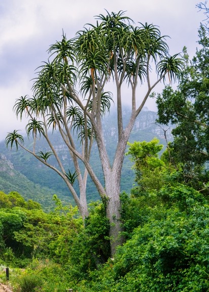 Dracaena 'Dragon's Blood Tree' - Image 2