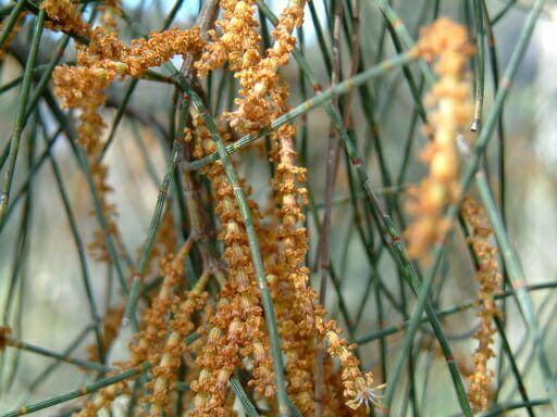 Allocasuarina 'Drooping She-Oak' - Image 3