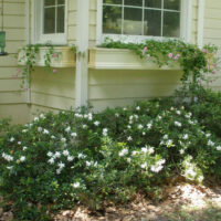 The Gardenia 'O So Fine™' 8" Pot is yellow.