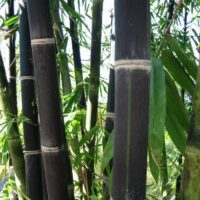Bambusa 'Black Asper' Bamboo 8" Pot