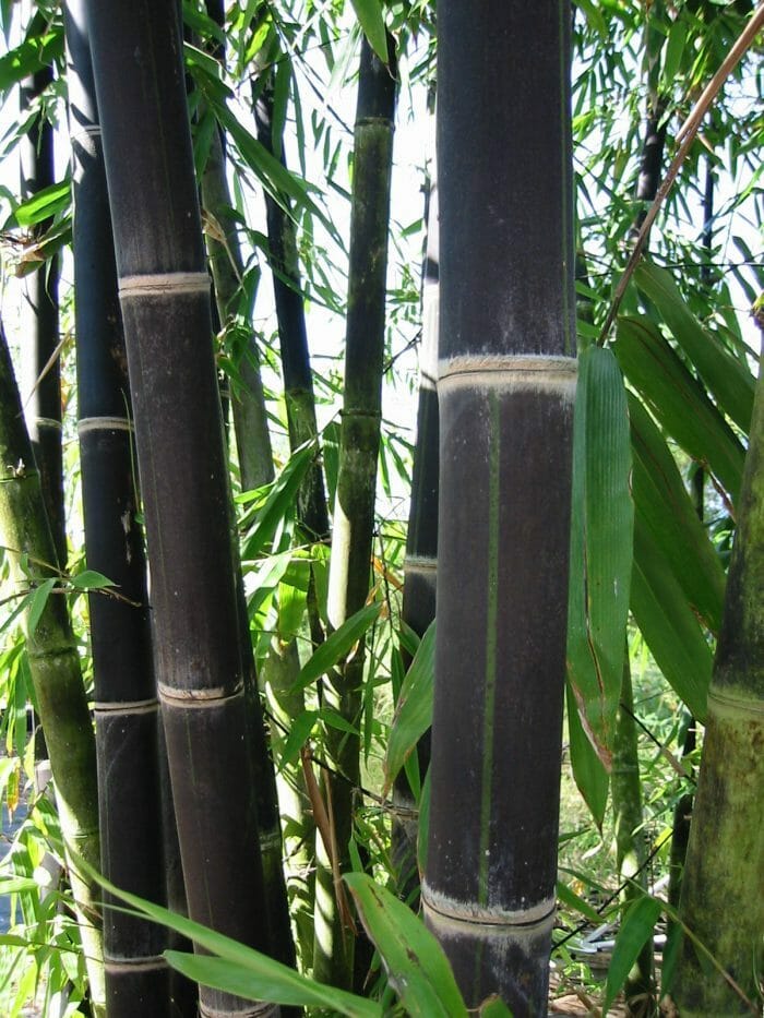 Bambusa 'Black Asper' Bamboo 8" Pot