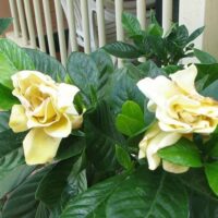 Gardenia 'Golden Magic'
