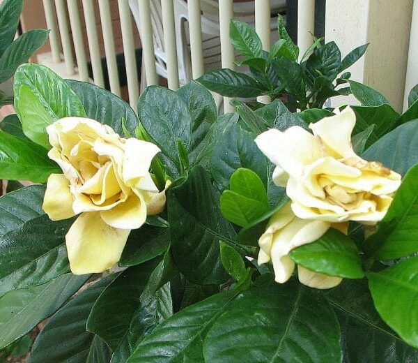 Gardenia 'Golden Magic'