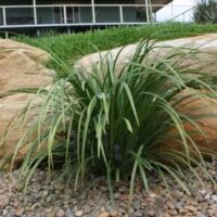 A Liriope muscari 'Just Right' 6" Pot plant in front of a house and rocks.