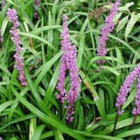 Liriope 'Royal Purple' 6" Pot flowers in a garden with green leaves.