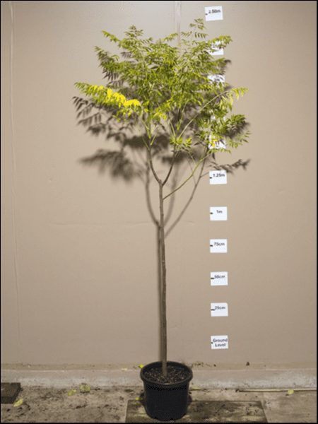 A Melia 'White Cedar' in a 12" pot is shown against a beige wall with height markings from 25 cm to 2 meters, and the tree extends just above the 2-meter mark.