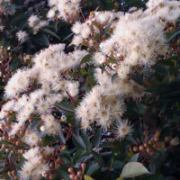 Corymbia 'Baby Citro™' Gum 16" Pot