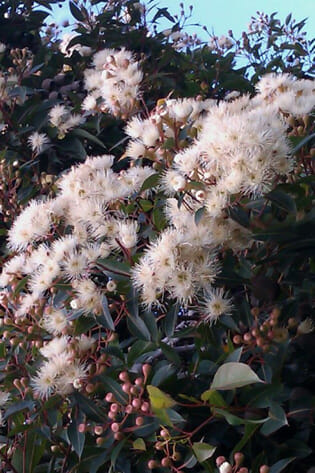 Corymbia 'Baby Citro™' Gum 8" Pot