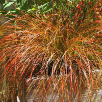 Carex 'Orange Sedge' 6" Pot (Bulk Buy of 12)