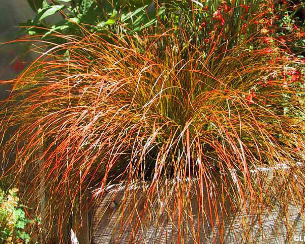 Carex 'Orange Sedge'