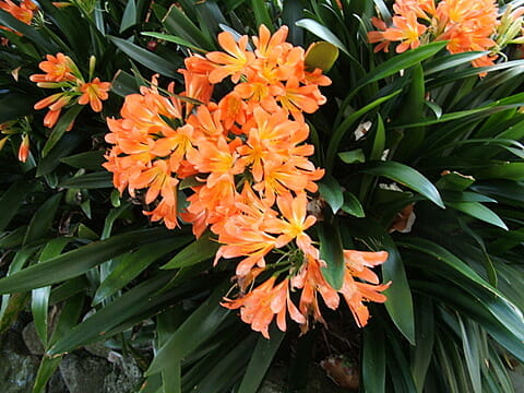 A Clivia Belgian Hybrid 'Orange' 6" Pot with orange flowers and green leaves.