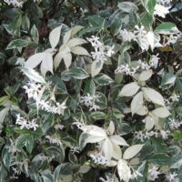 Trachelospermum 'Variegated' Chinese Star Jasmine 7" Pot