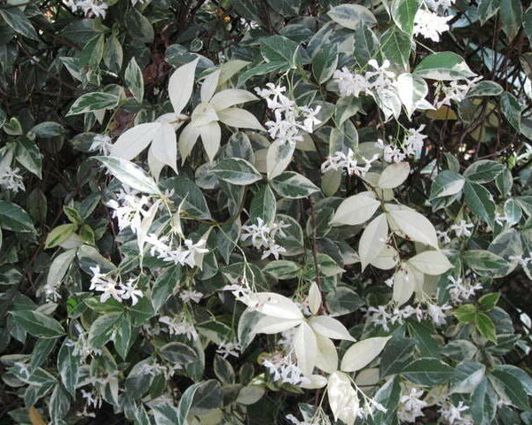 Trachelospermum 'Variegated' Chinese Star Jasmine 7" Pot