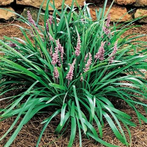 Liriope 'Samantha'