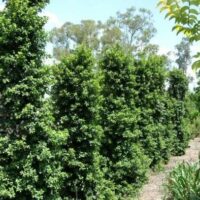 Syzygium 'Pinnacle™' Lilly Pilly