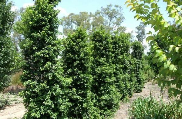 Syzygium 'Pinnacle™' Lilly Pilly