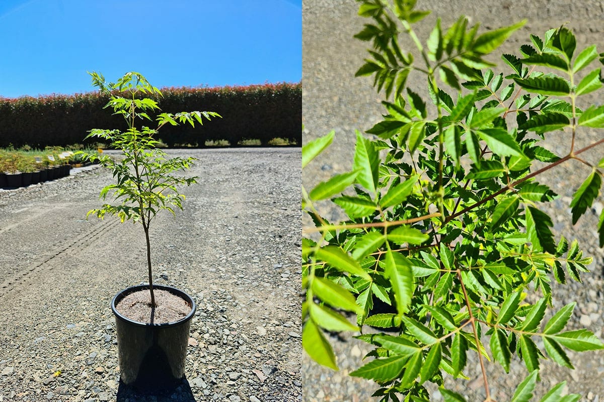 Melia 'White Cedar' 8" Pot - Image 3