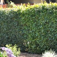 A dense, neatly trimmed hedge of Syzygium 'Resilience' Lilly Pilly 12" Pot lines the garden's edge, with a variety of flowering plants thriving in their own 12" pots in the foreground.